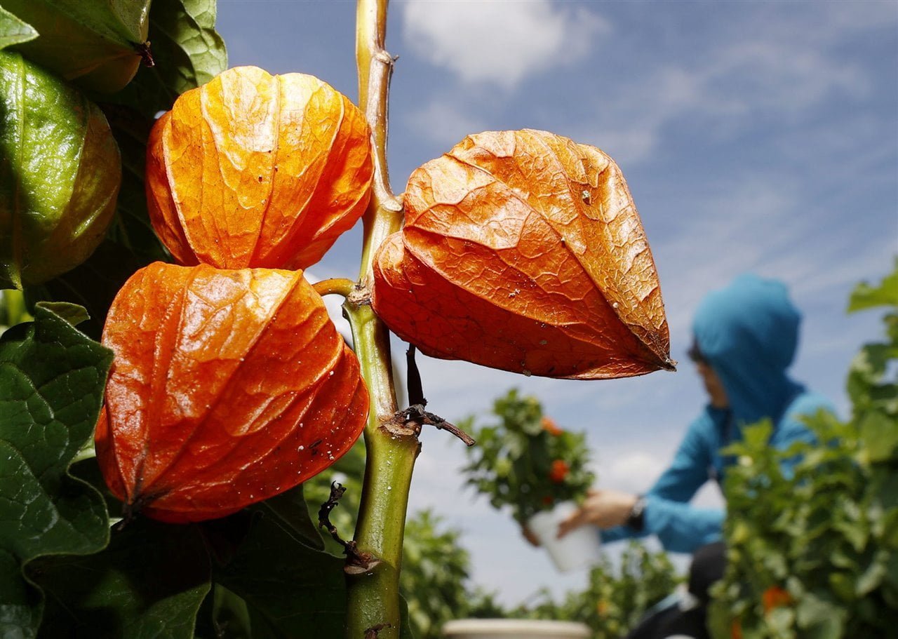 Lámpara de techo HOZUKI